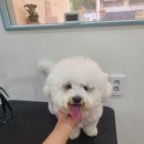 뚱이애견 이미지