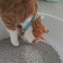 메리랑 메롱이네 이미지