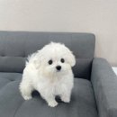 꼬숑분양 꼬숑책임분양 꼬숑무료분양 석촌강아지분양 이매강아지분양 서현강아지분양 안양강아지분양 포메라니안분양 포메라니안책임분양 버니두들분 이미지