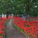 서대구완충녹지(7BL) 이미지