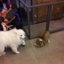 보라매웰종합동물병원 이미지