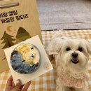 멍구르르 | &lt;멍구르르&gt;광교 강아지수제간식 강아지케익 후기