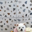 수진애견미용 이미지