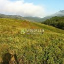 대불리목장 이미지