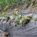 모종비