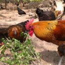 늘푸른유정란농장 이미지