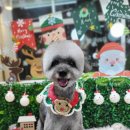 살랑살랑 펫미용 이미지