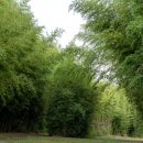 대저생태공원 이미지