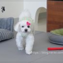 댕댕이살롱 이미지