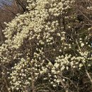 충혼탑 | 창원 목련 명소 충혼탑 주말 방문 | 주차 꿀팁과 엘리베이터 탑승후기 | 포토존소개