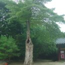 석남사 7호점 | 안성의 3대 명찰(칠장사,청룡사,석남사)을 찾아서...