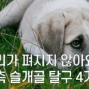 대전종합 동물병원 네이버블로그