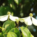 고와1교 이미지