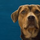 A dog's (어독스) 이미지