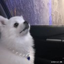 왕자고무상회 | 제리상회 강아지 공주목걸이 포메 사용후기