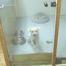 애견호텔 개인 이미지