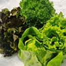 샐러드에 반하다 이미지