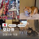 마이카페 가야점 | 오사카 가볼만한곳 도톤보리 마메시바 카페 이용팁 후기