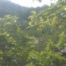 산이농원 Daum카페