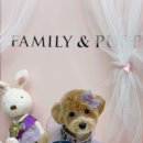 패밀리앤퍼피 이미지