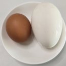 순정농장 | 낭만기러기 거위알.(보양강장제 거위알)