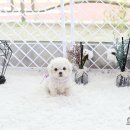 스마트독 이미지