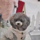 제니브라우니