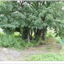 계원리두원 이미지