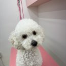 멍살롱 이미지