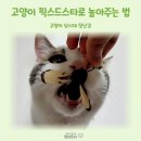 고양이 낚시대 장난감 픽스드스타로 놀아주는 법