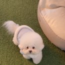 486독캠프 이미지