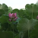 개화농장 이미지