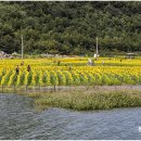 난정리(해바라기정원) 이미지