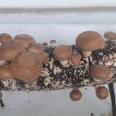집에서 표고버섯 키우기 이미지