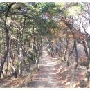 솔마루길 대공원산 이미지