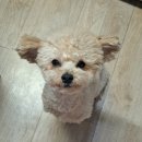 NR-1[영산로]-상-31 | 1/19~1/31 ⊹ 스트레스 받을 거야 (임신 34~35주)