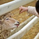 아라목장 이미지