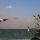 삽교호 관광지 이미지