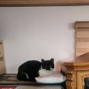 김대진동물병원 이미지