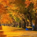 은행나무길 이미지