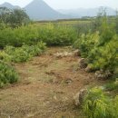 황금 소나무 이미지