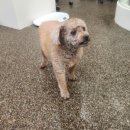 털찐댕댕이 이미지