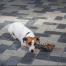 운정24시동물의료센터 이미지