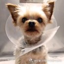 24시 웰니스 동물 의료센터 이미지