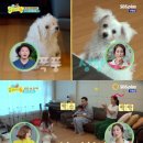 똥강아지 이미지