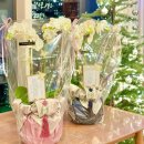 좋은날,여기 | 양가 부모님께 칭찬받는 1순위, 좋은날여기 프리미엄 호접란 배송 후기