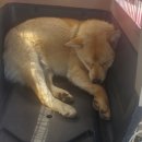 화북주유소 이미지