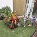 띵스 컴퍼니 | [괌/여행] 2일차 일정(1)｜쇼핑코스 · 스투시 · 기프트괌 · 호놀룰루쿠키