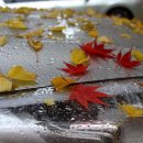 들꽃사랑 이미지