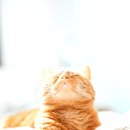 김포씨엘동물의료센터 이미지